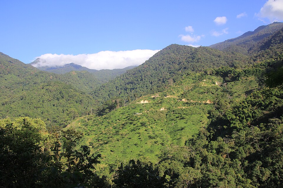 Fincas cafeteras nella Sierra Nevada